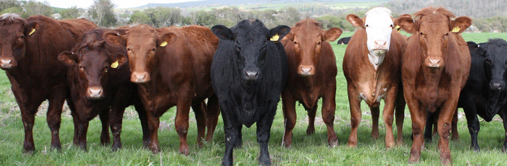 Agro D'Apice S.A.