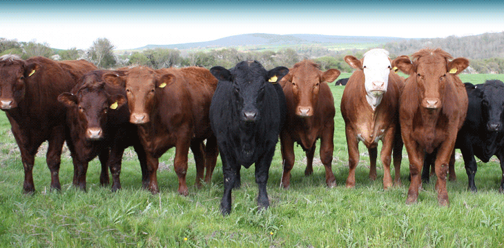 Agro D'Apice S.A.